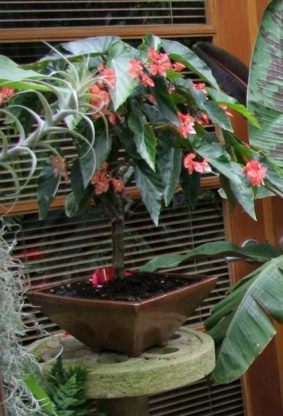 B. ‘Orange Glow’